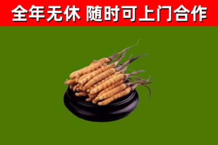 张家口烟酒回收冬虫夏草.jpg